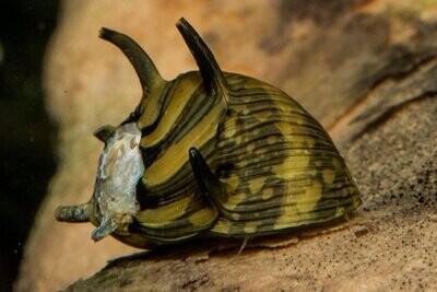 Sun Horned Nerite Snail (clithon subgranosa)