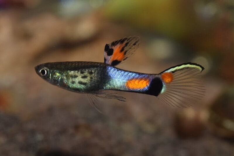 Blue Snakeskin Endlers