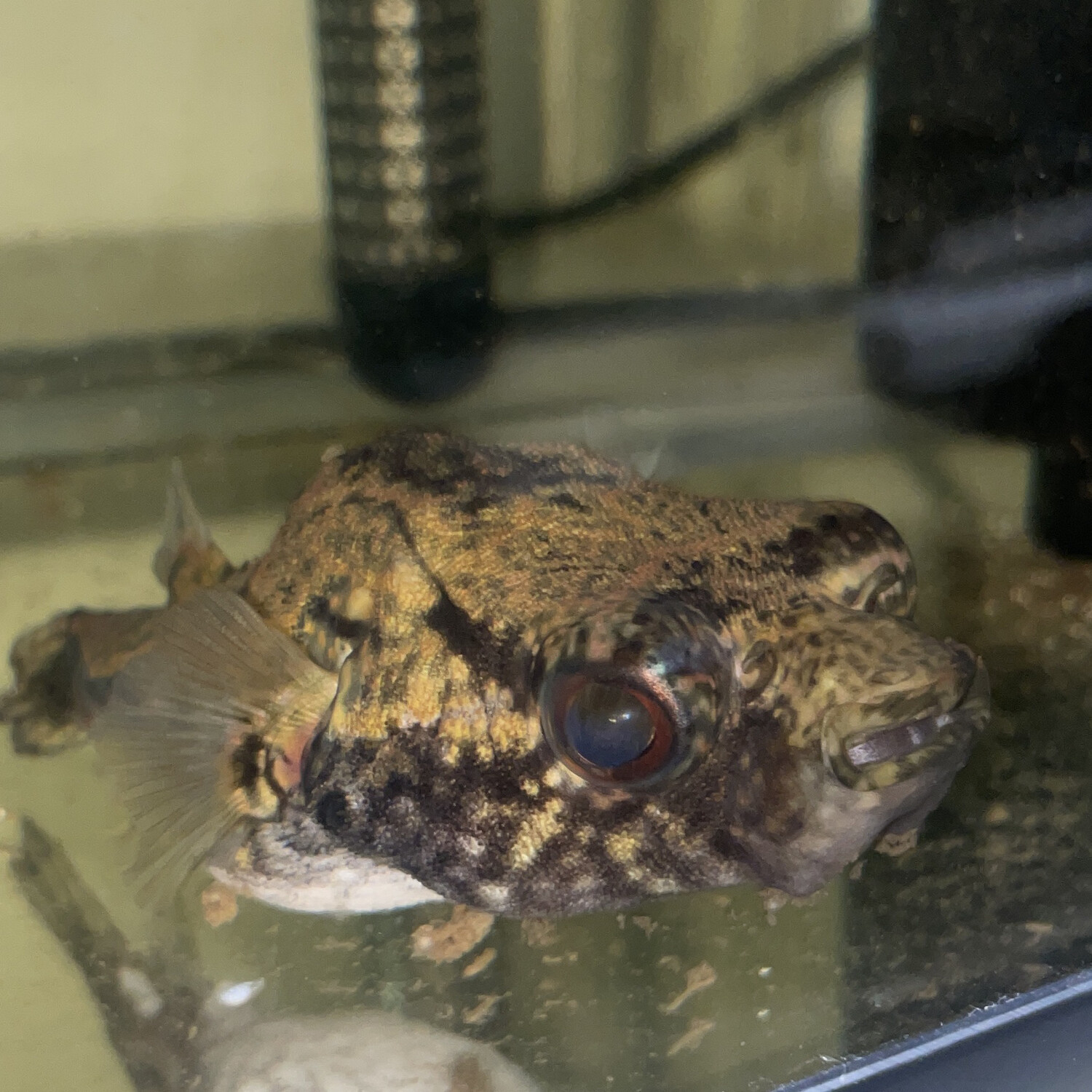 Humpback/Dragon Puffer Hand Fed Medium