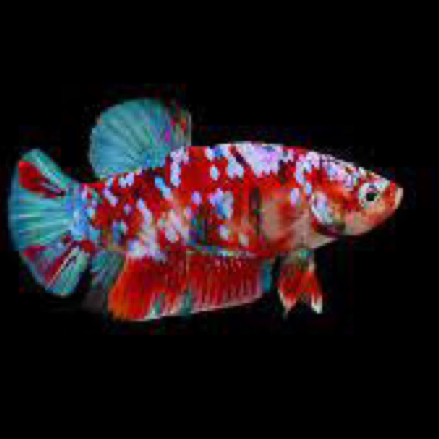Betta King Koi