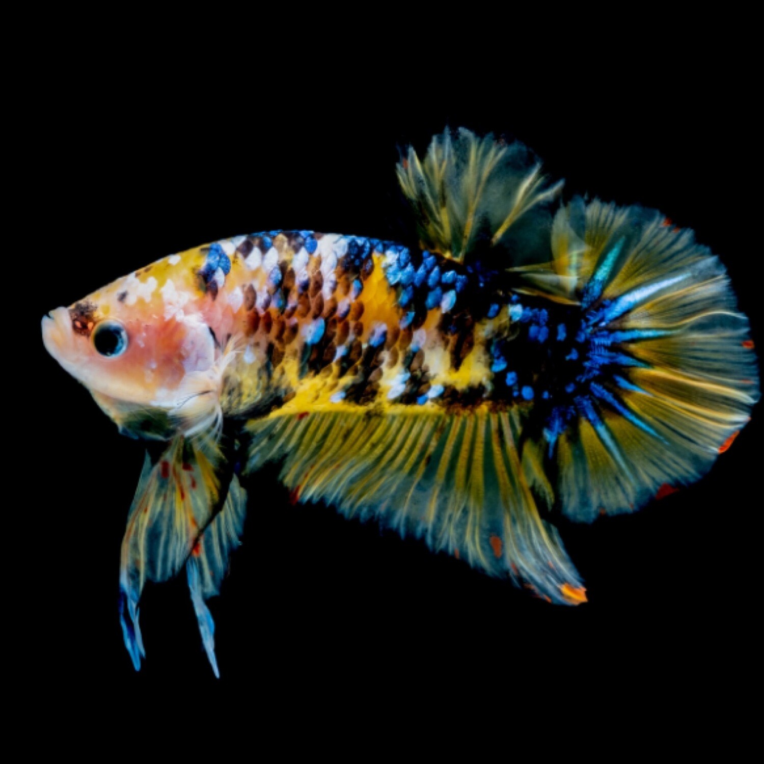 Betta Plakat Koi