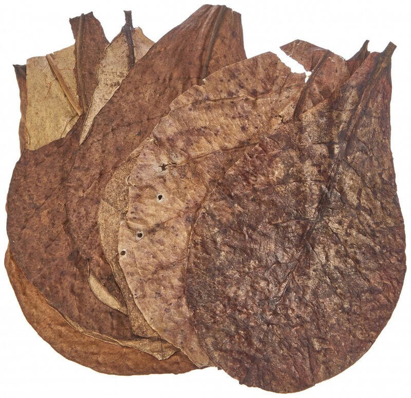 Sera Catappa Leaves 10pcs