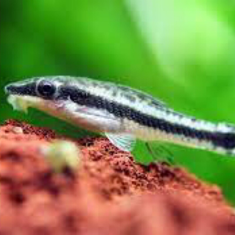 Otocinclus Catfish