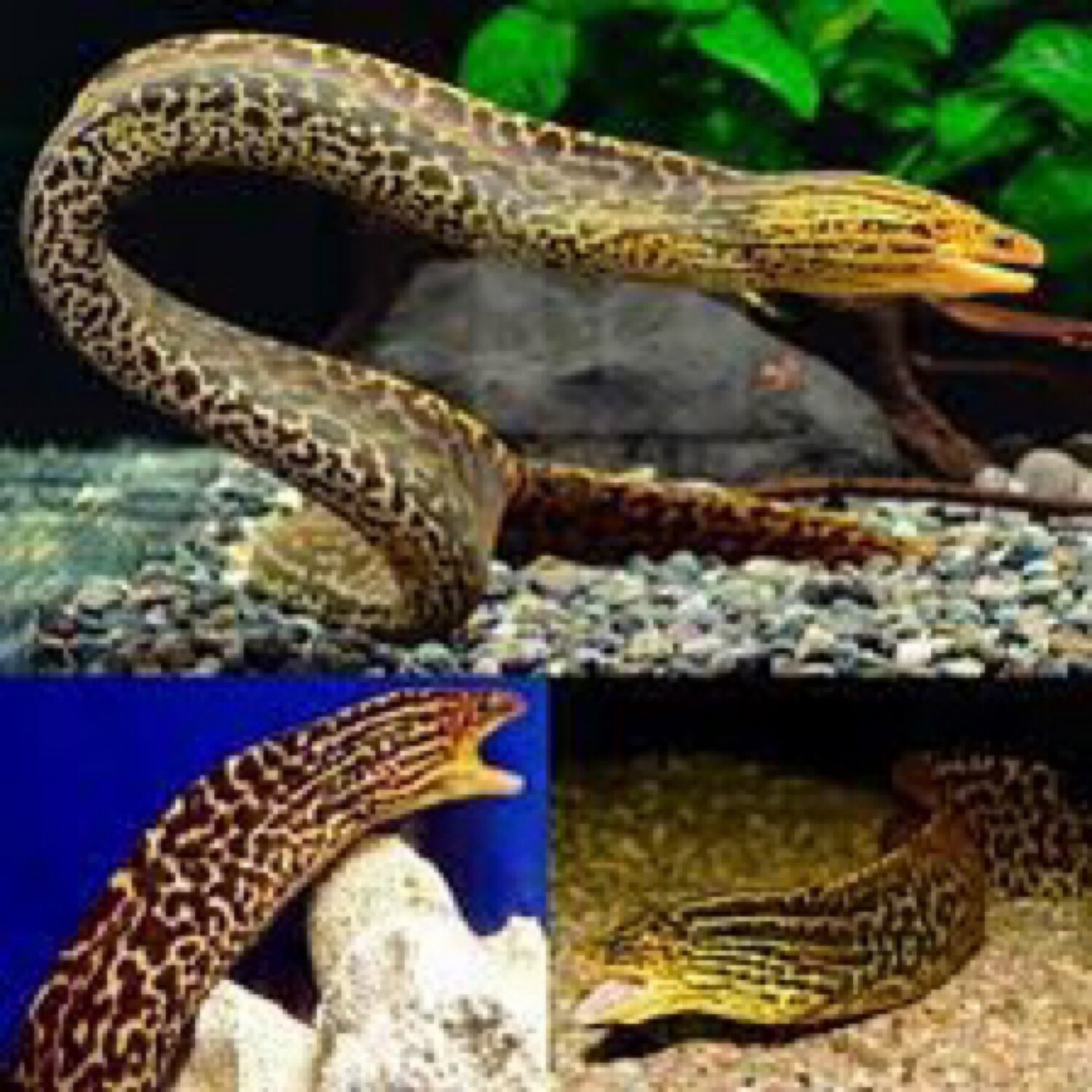 Fresh Water Tiger Moray-Eel (18 inch)