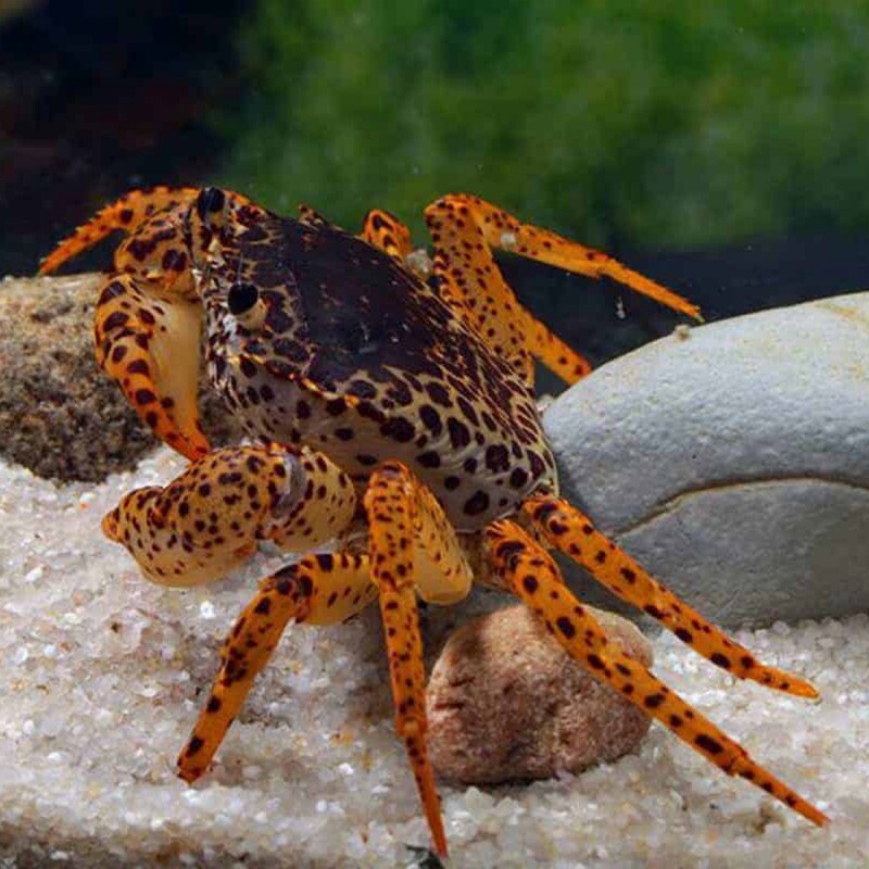 Panther Crab