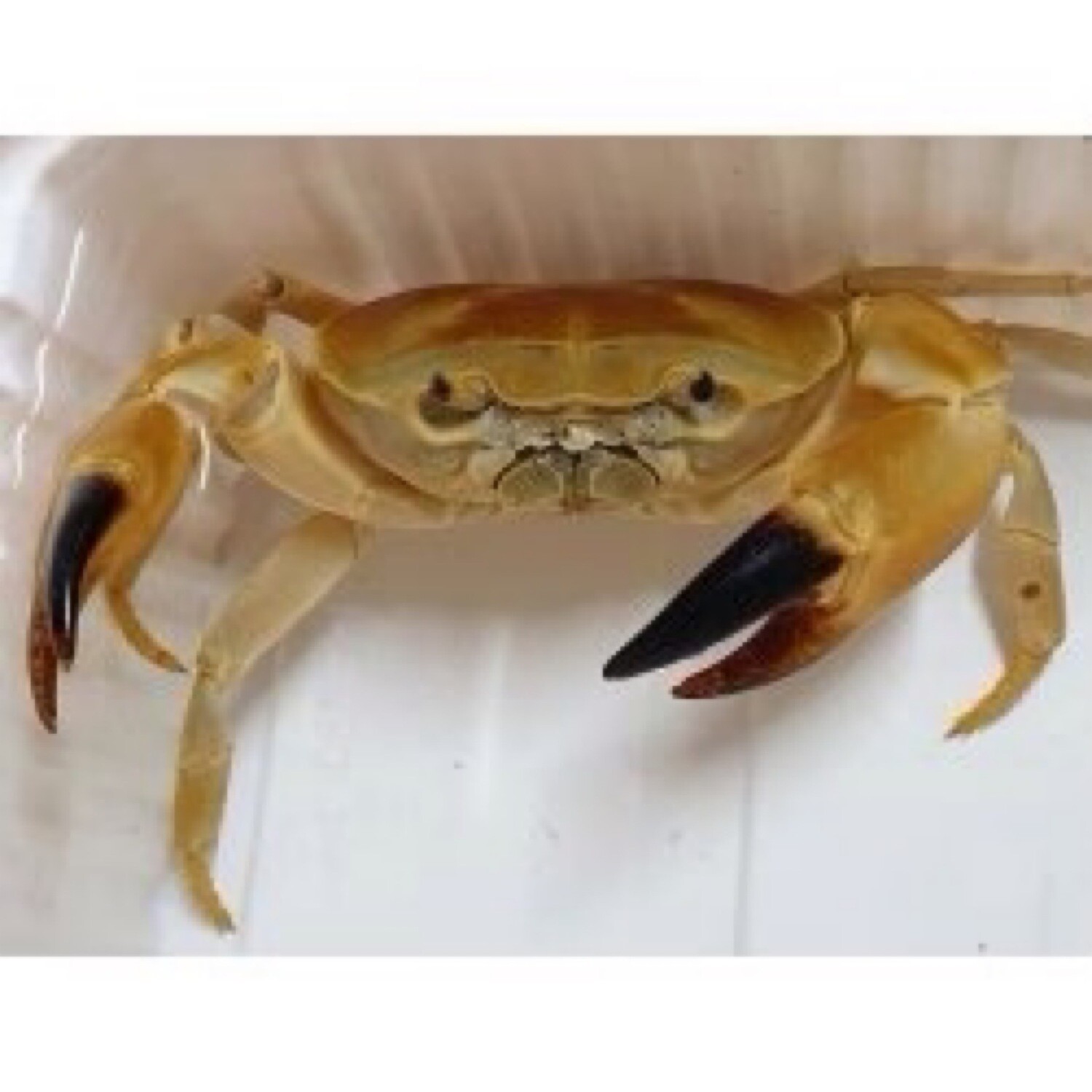 Golden Panther Crab