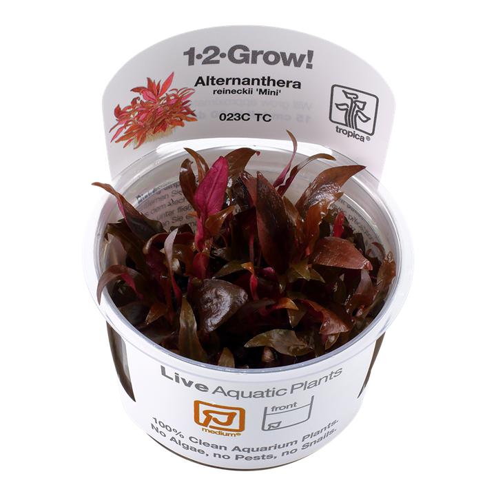 Tropica Alternanthera reineckii &#39;Mini&#39; 1-2-Grow