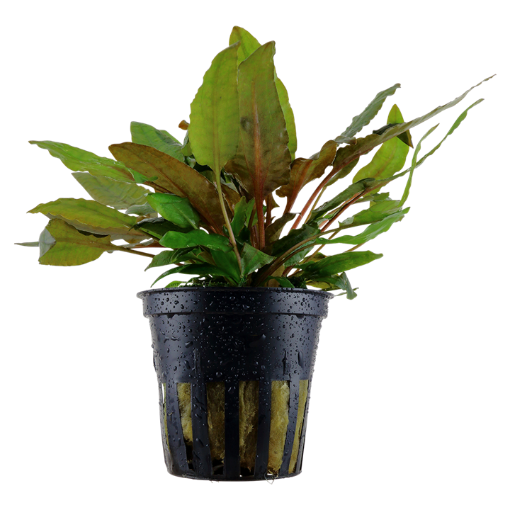 Tropica Cryptocoryne wendtii