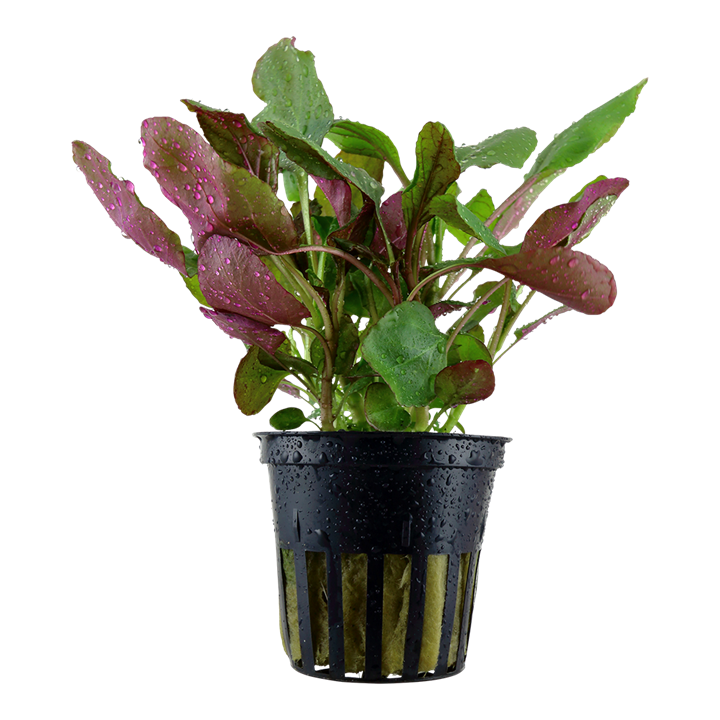 Tropica Lobelia cardinalis