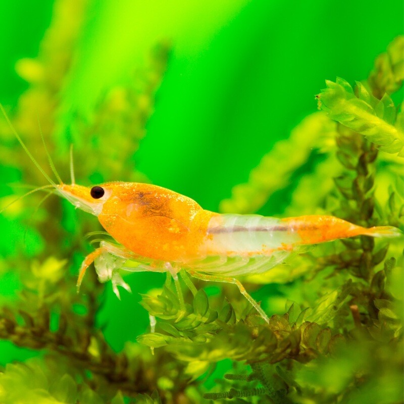Rilli Orange Sakura Neocaridina Shrimp