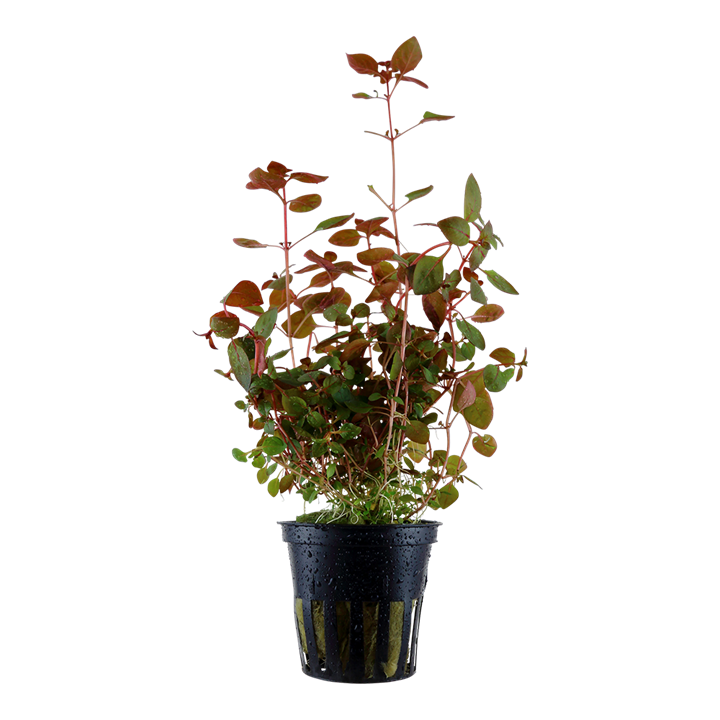 Tropica Ludwigia palustris &#39;Super Red&#39;