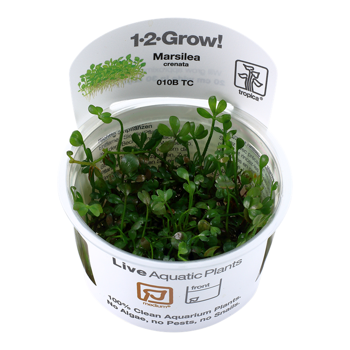 Tropica Marsilea crenata 1-2-Grow