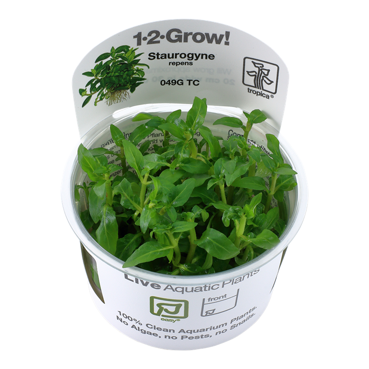 Tropica Staurogyne repens 1-2-Grow
