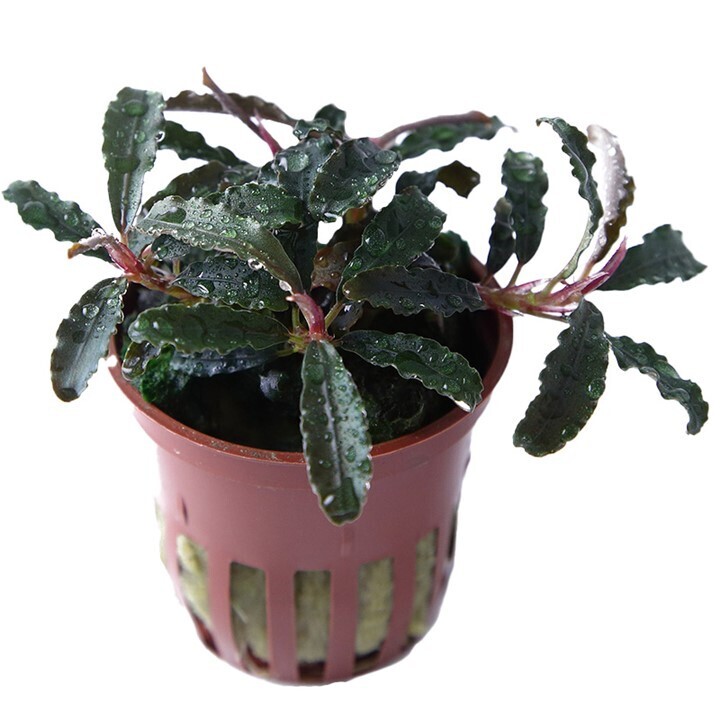Tropica Bucephalandra &#39;Kedagang&#39;