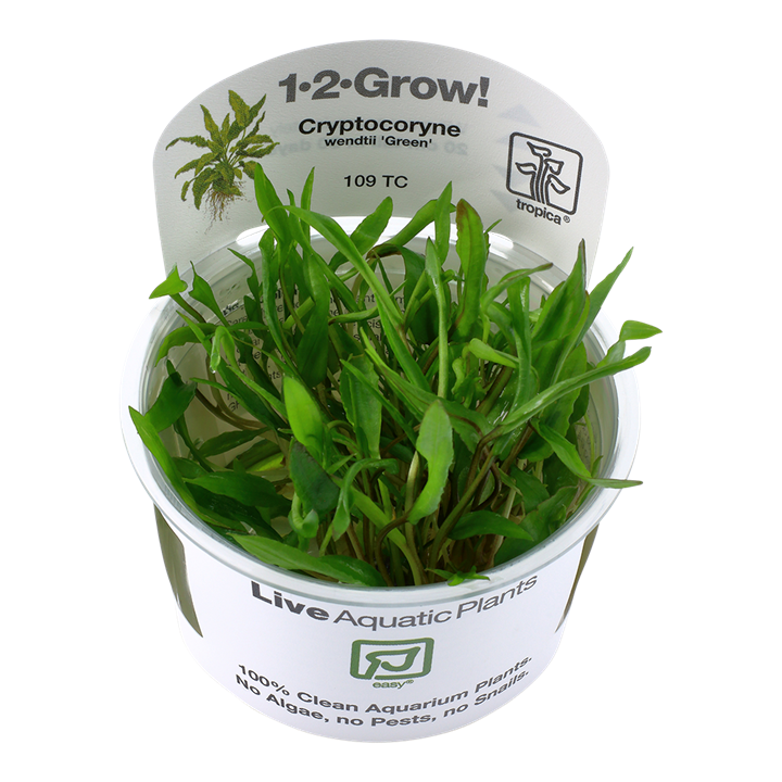 Tropica Cryptocoryne wendtii &#39;Green&#39; 1-2-Grow