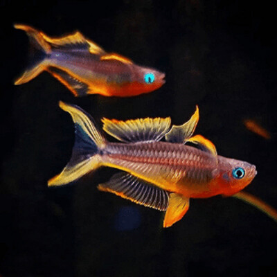 Fork-Tail/Celebes Rainbow Fish PAIR