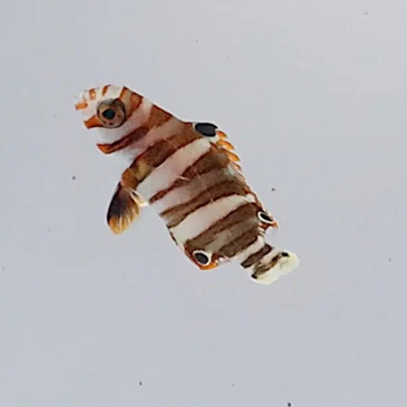 Captive Bred Harlequin Tusk