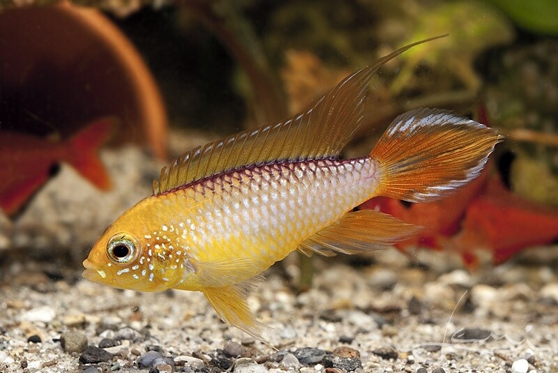 Agassizi Dwarf Golden Cichlid PAIR - Apistogramma agassizi var