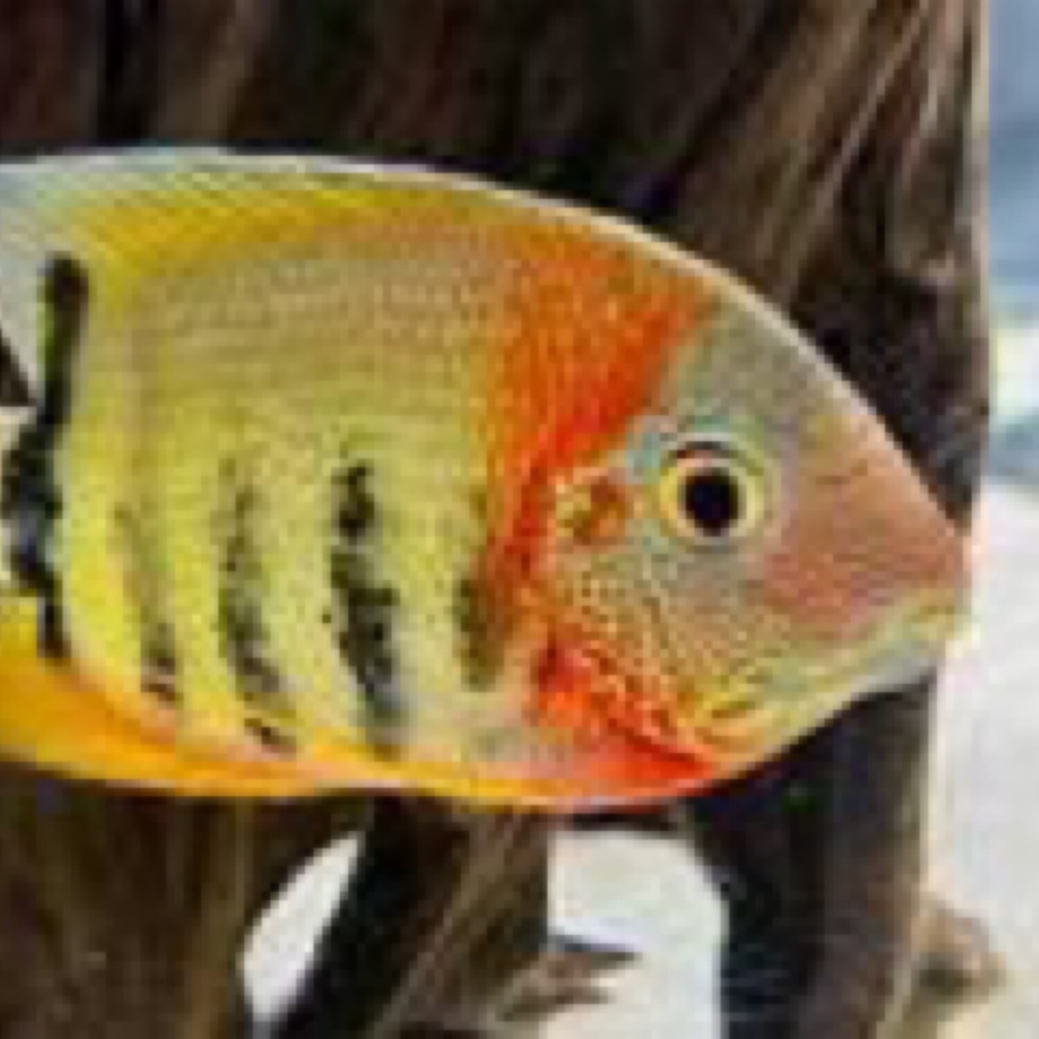 Orange Shoulder Severum - 5 inch