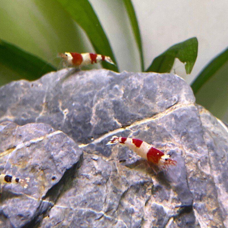 Red Crystal Shrimp (Caridina cantonensis)