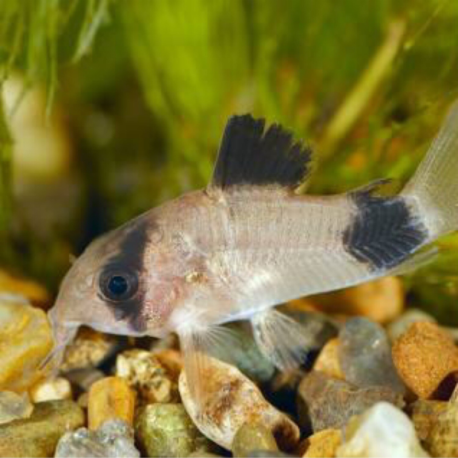 Panda Corydoras