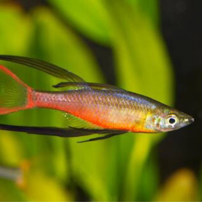 Threadfin Rainbow Fish (pair)