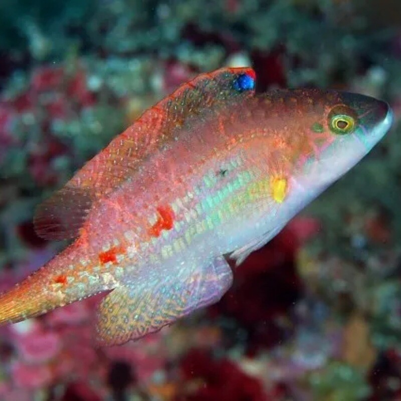 Two Spot Wrasse Cheilinus Bimaculatus