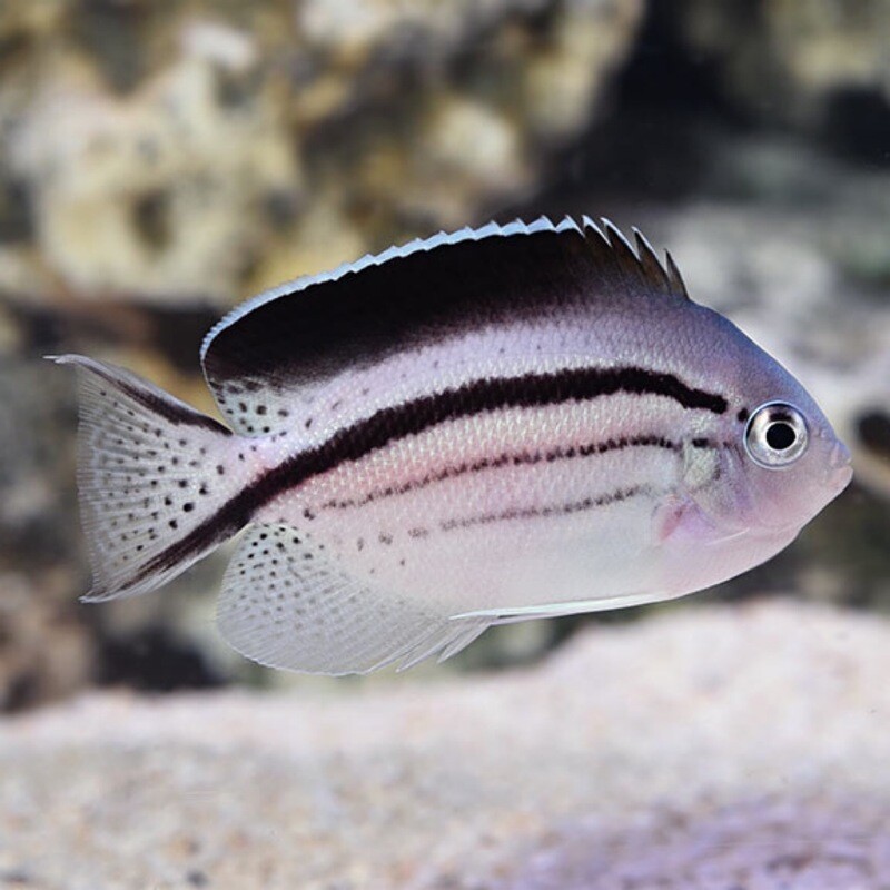 Lamarck&#39;s Angelfish