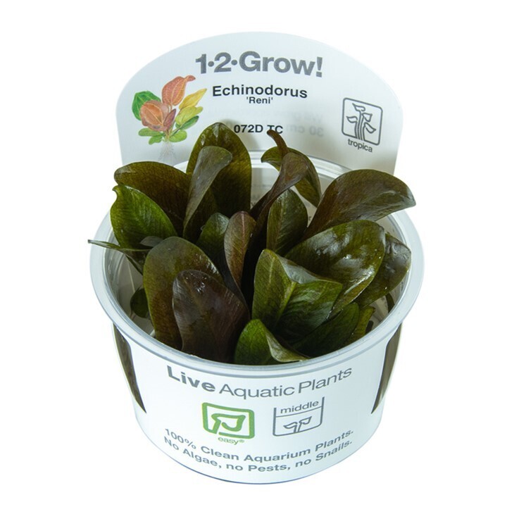 Tropica Echinodorus &#39;Reni&#39; 1-2-Grow