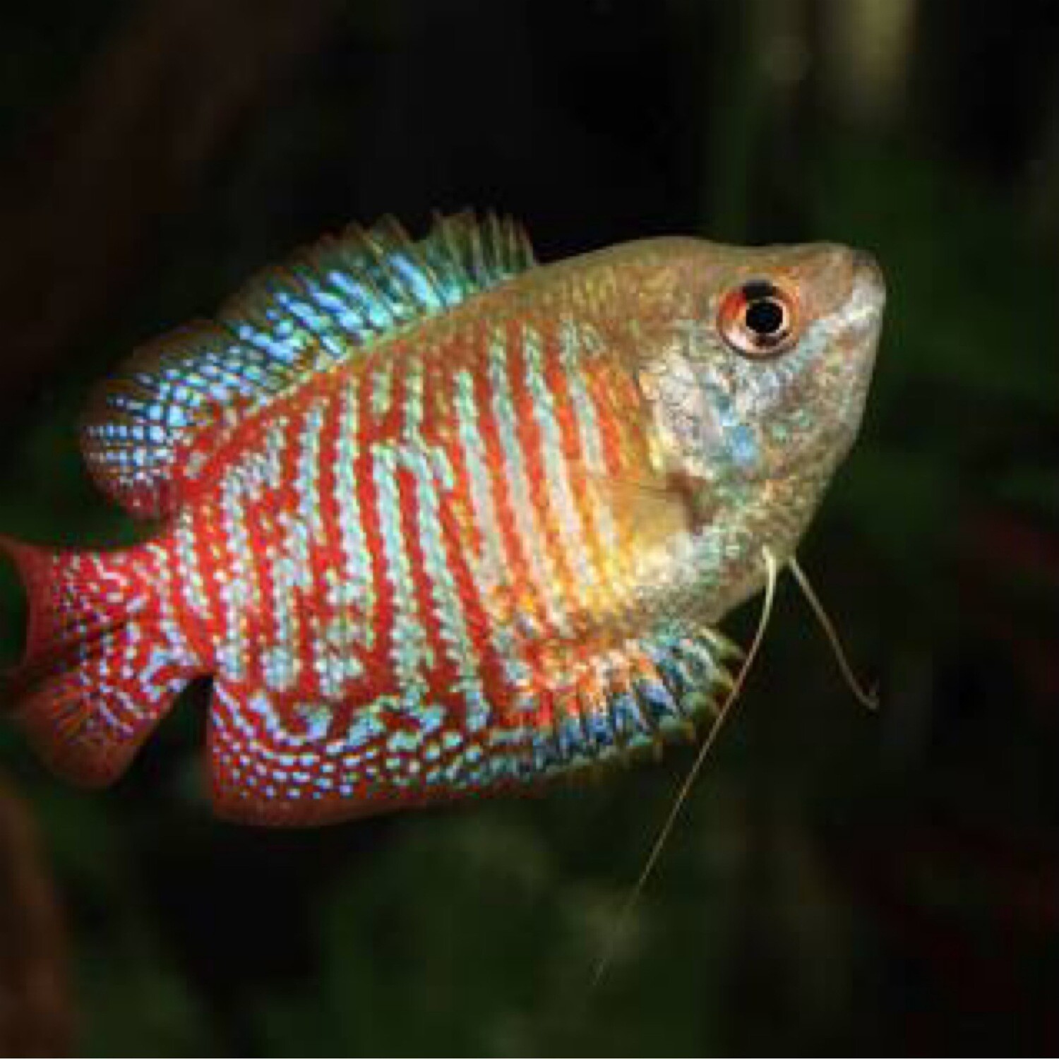 Dwarf Gourami
