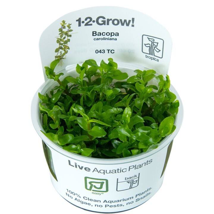 Tropica Bacopa caroliniana 1-2-Grow