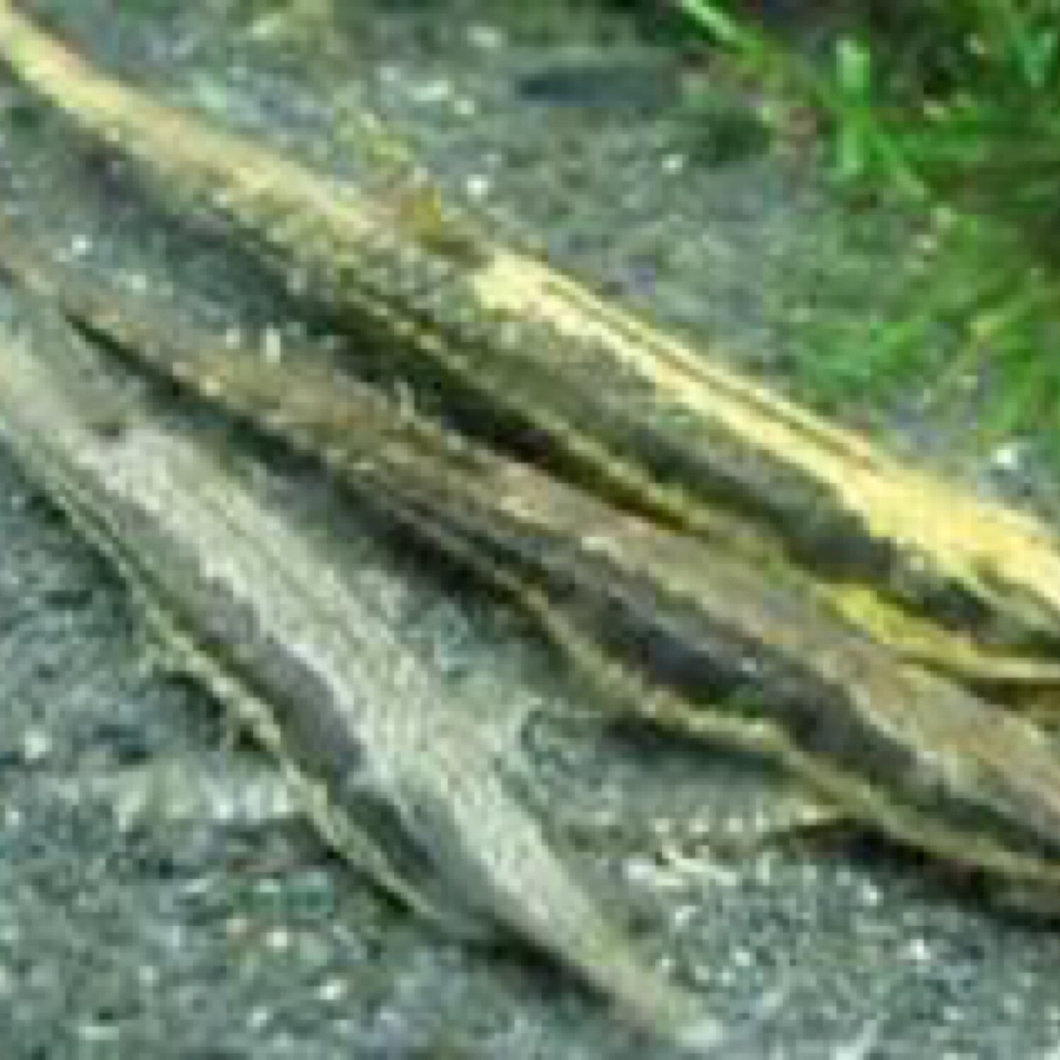 Farlowella Twig Catfish