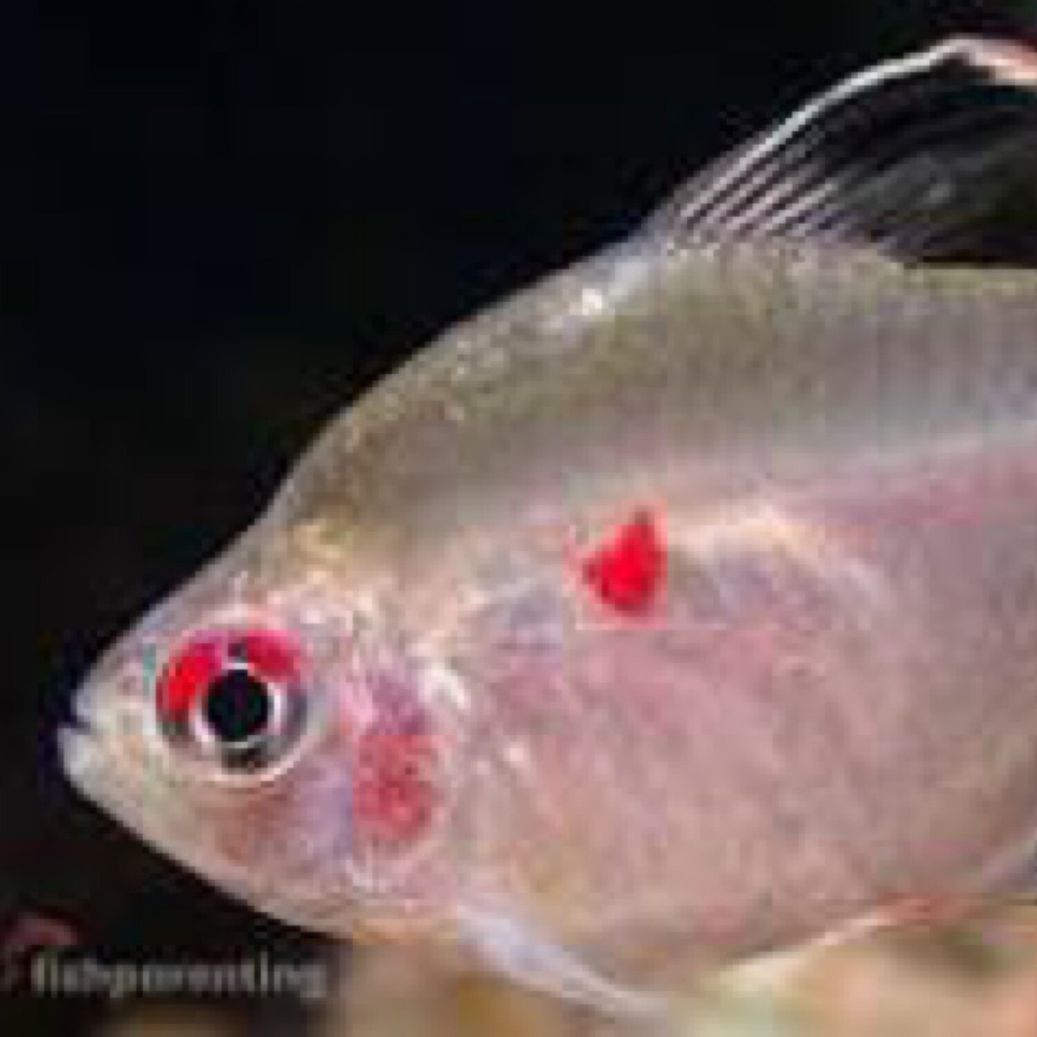 Bleeding Heart Tetra