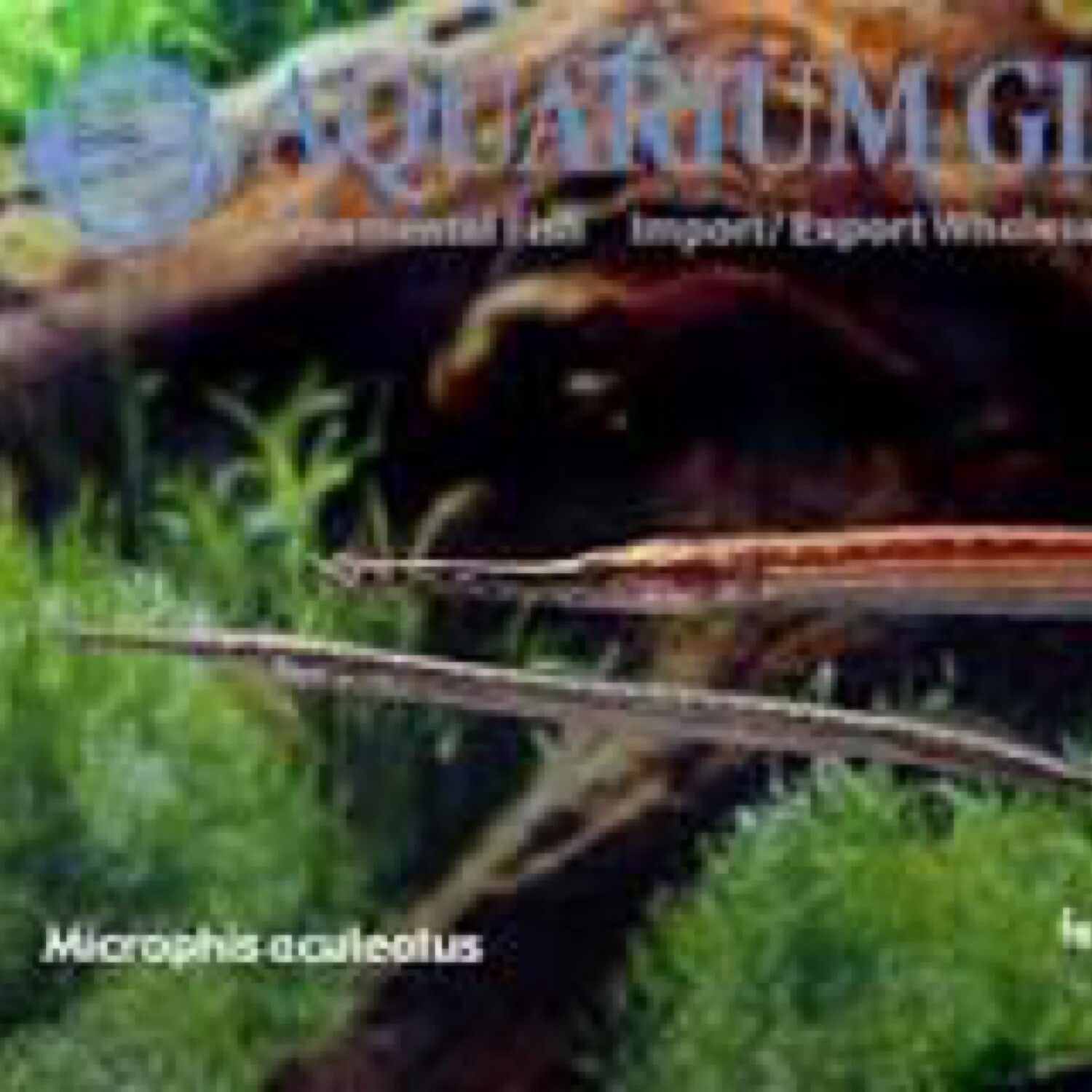 Fresh Water Needle Nose Pipefish