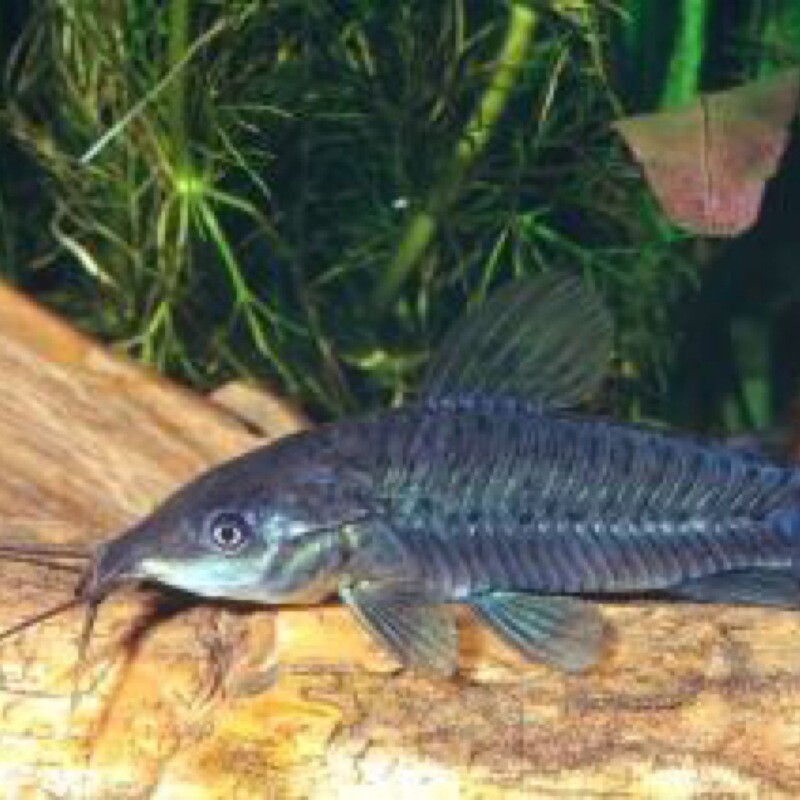 Clay Hoplos Catfish