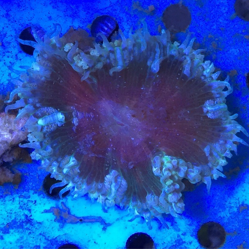 Rock flower Anemones various