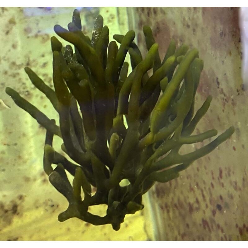 Green Finger Marine Algae