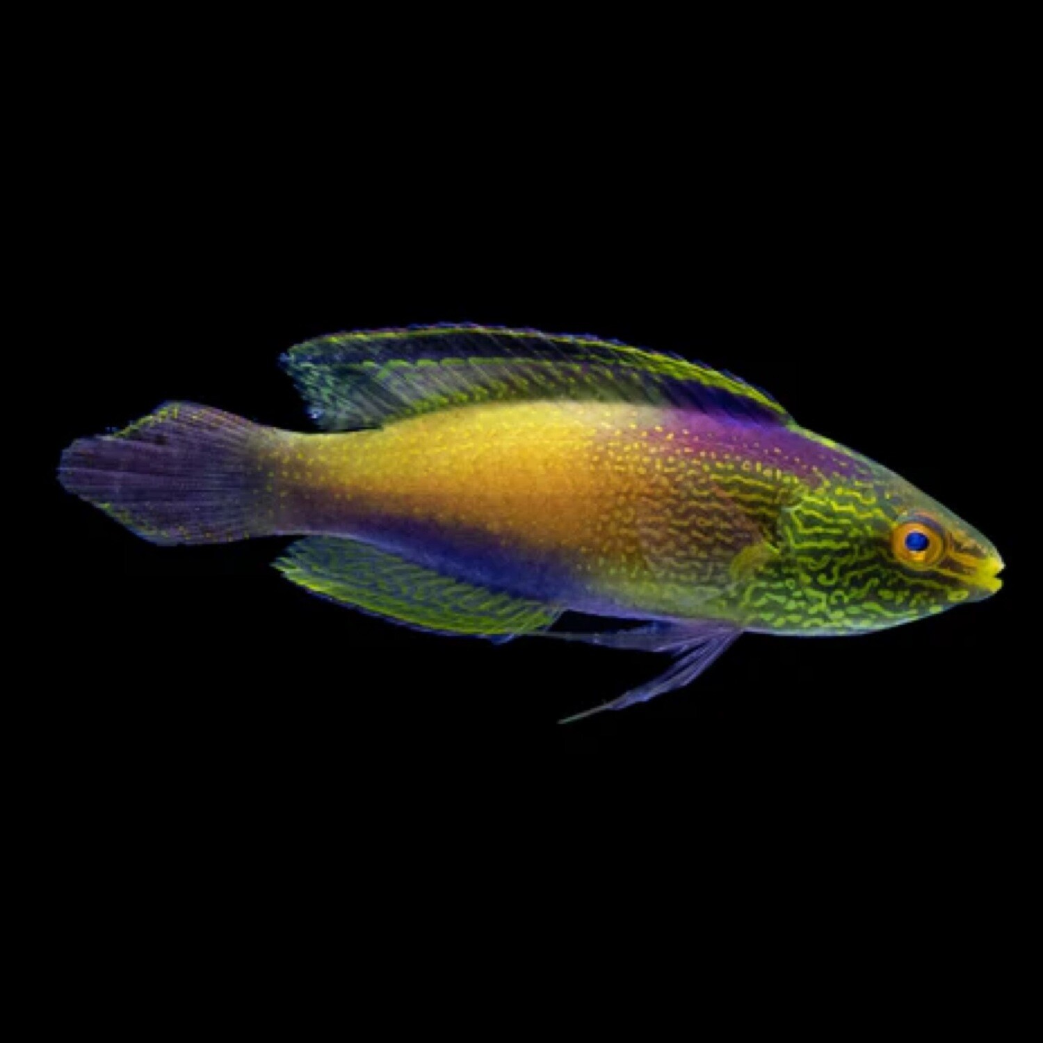 Golden Super Male Rhomboidalis Wrasse