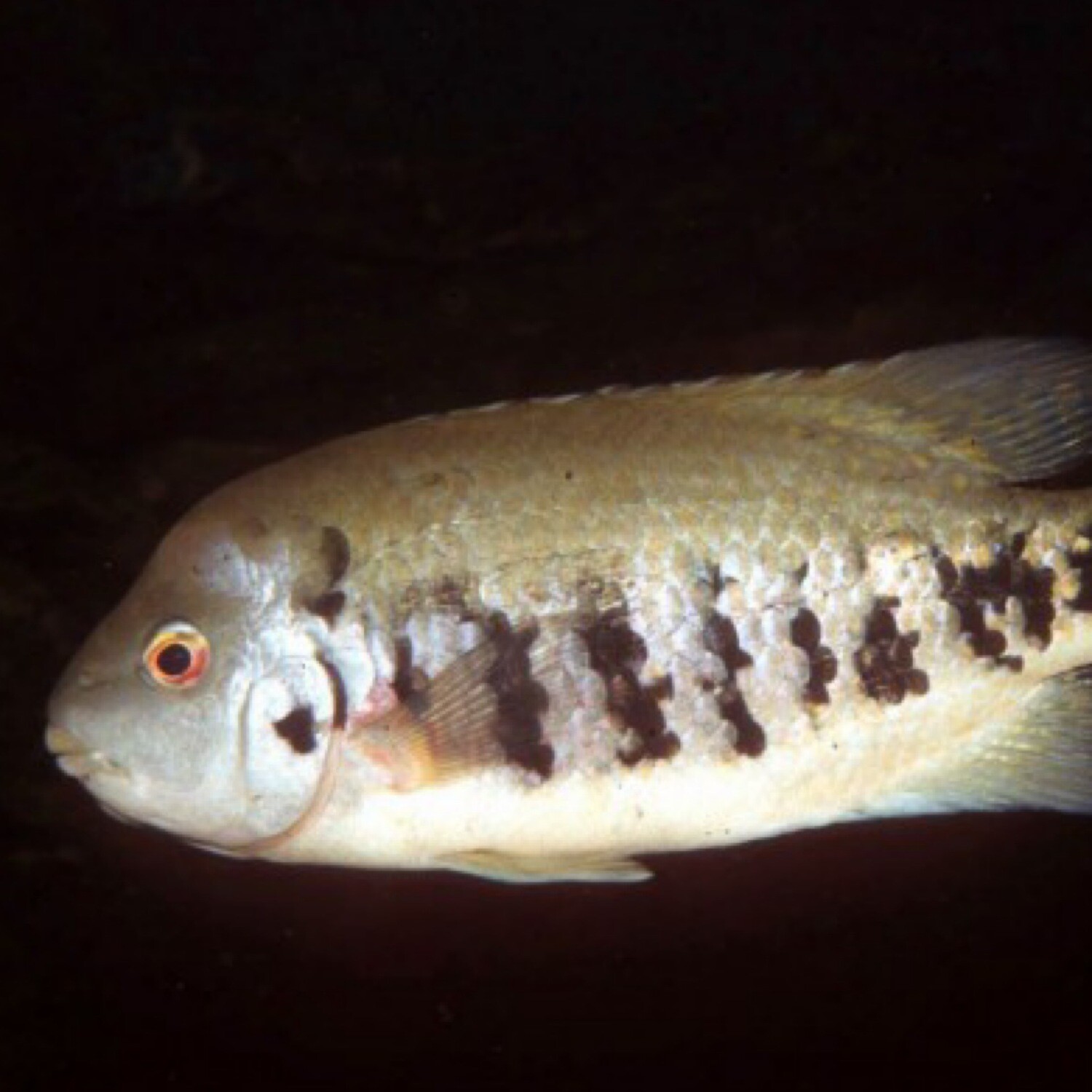 Tuba Cichlid (4 inches)