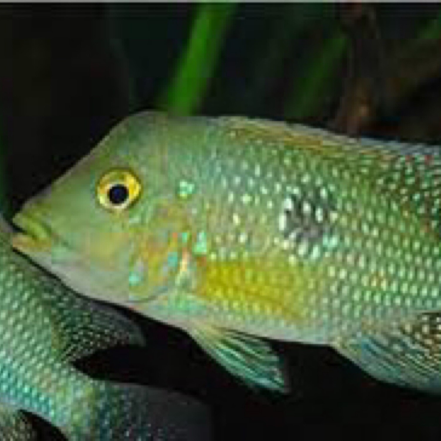 Geophagus Brasiliensis