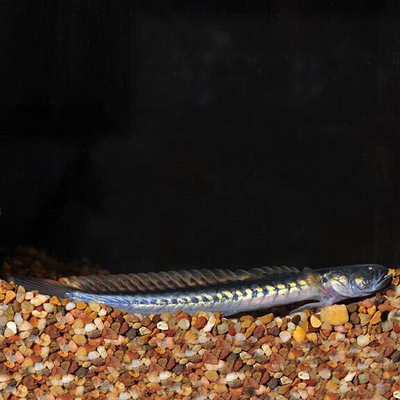 Fresh Water Dragon Goby