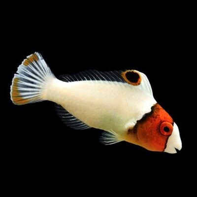 BiColour Parrotfish