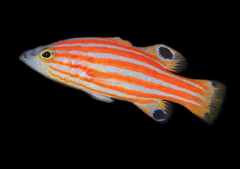 Swale&#39;s Swissguard Basslet
