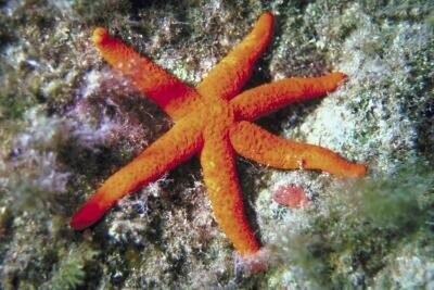 Red Starfish Fromia