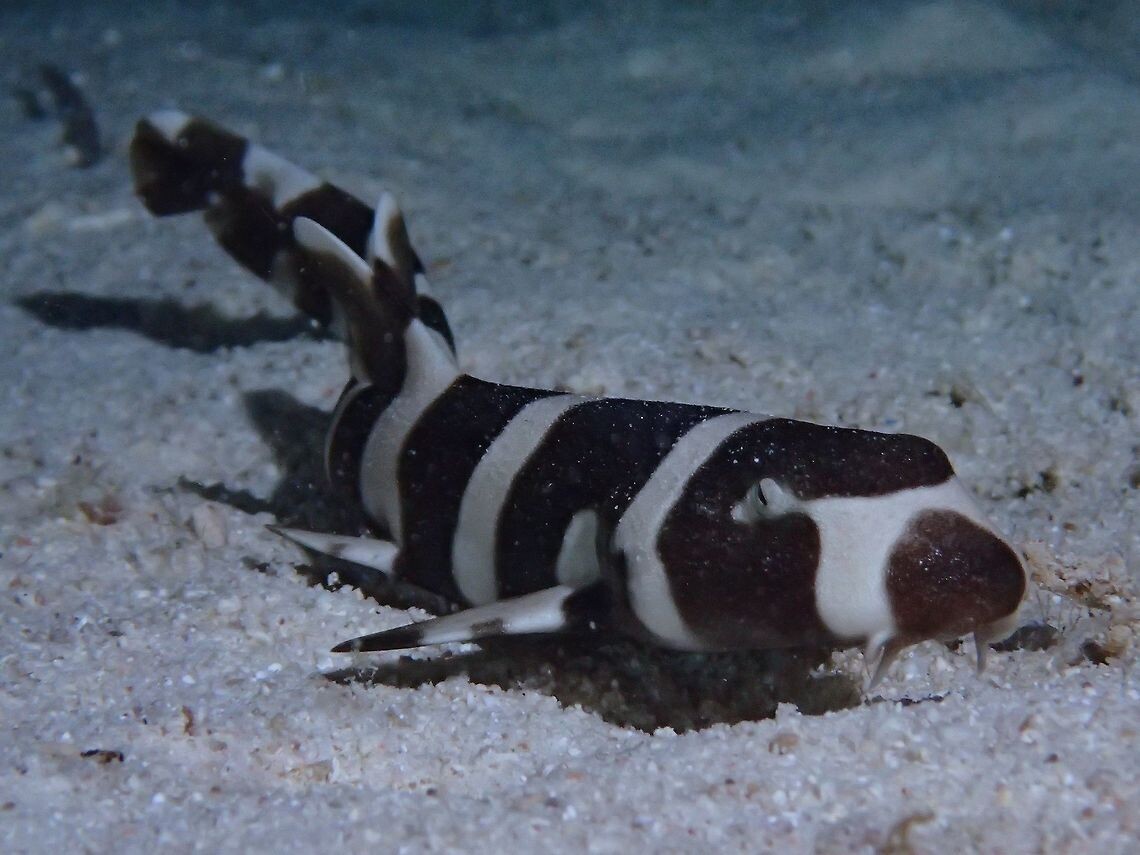 Brown Banded Bamboo Shark Pup
