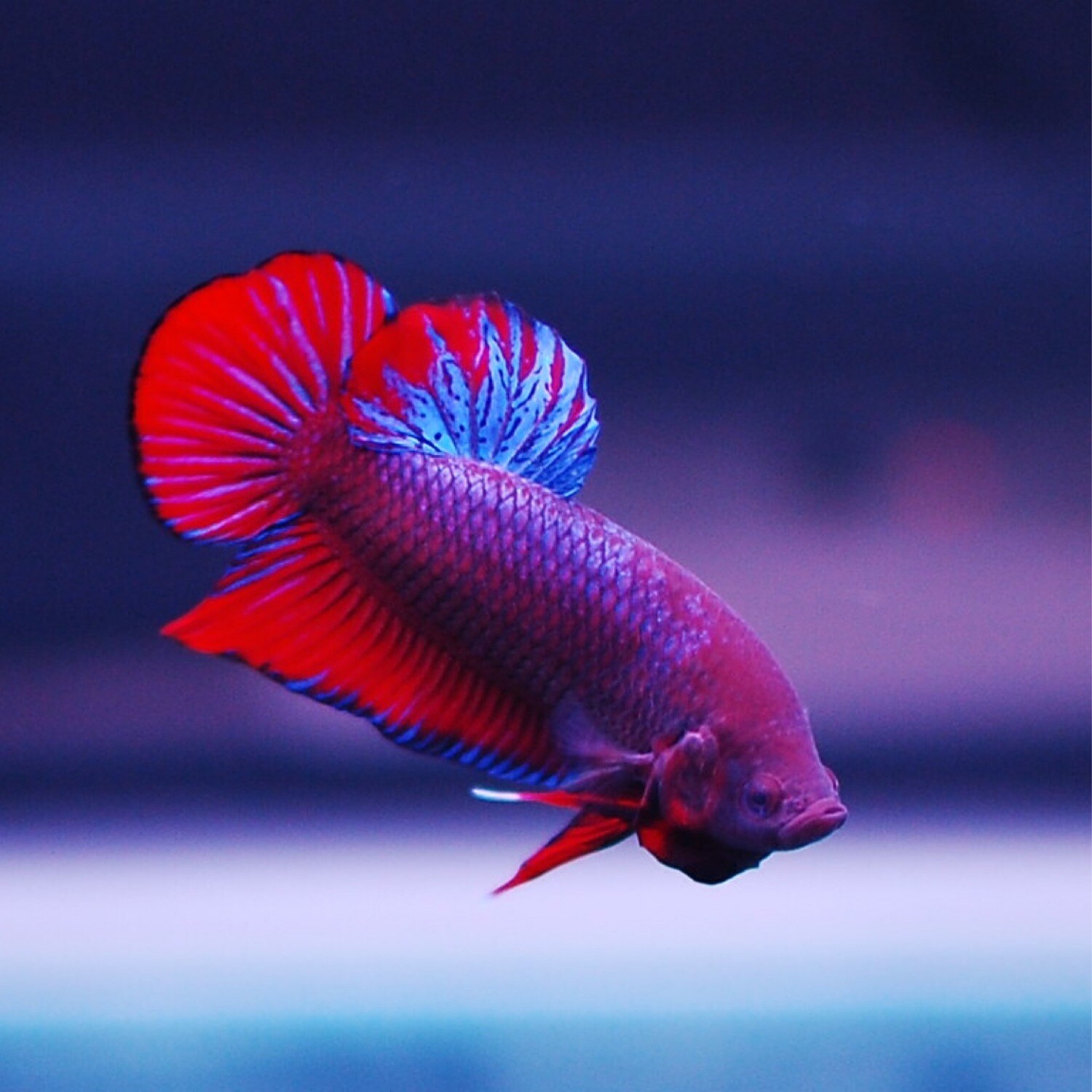 Betta Plakat