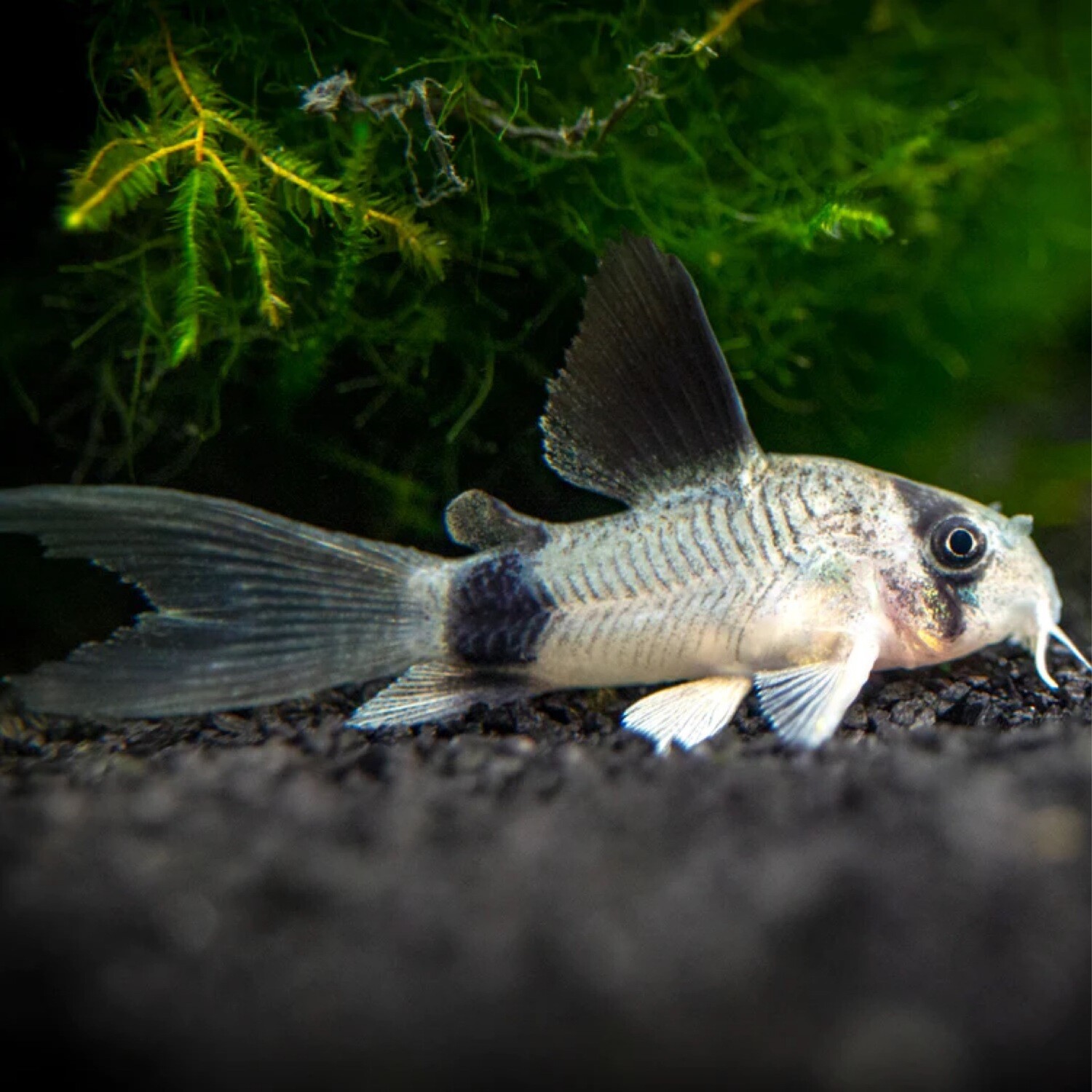 Longfin Panda Corydora