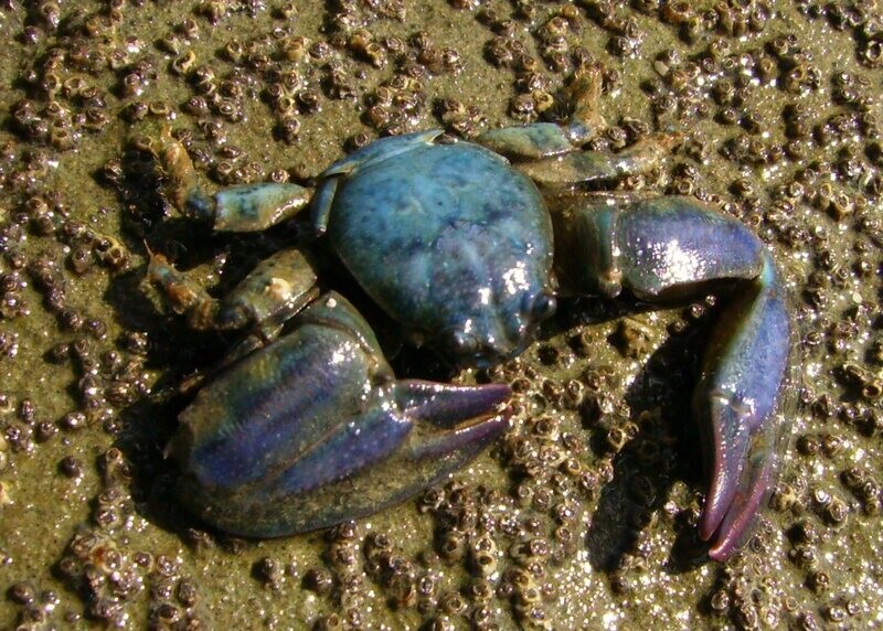 Porcelain Crab