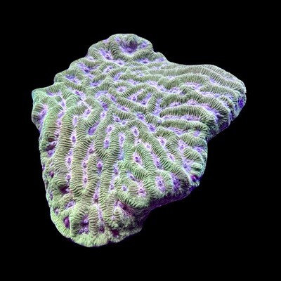 Aussie Maze Coral Lg