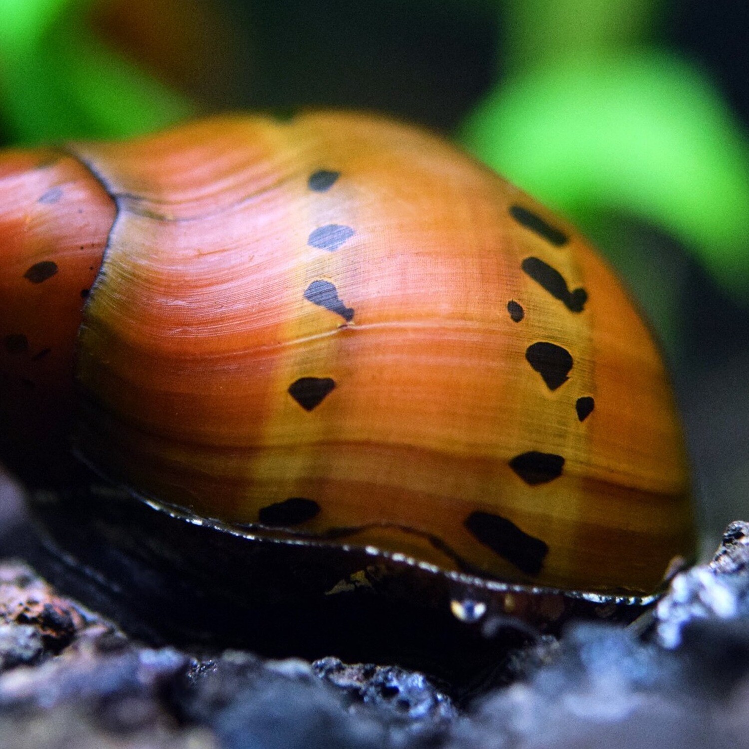 Assorted Nerite Snails (Freshwater)